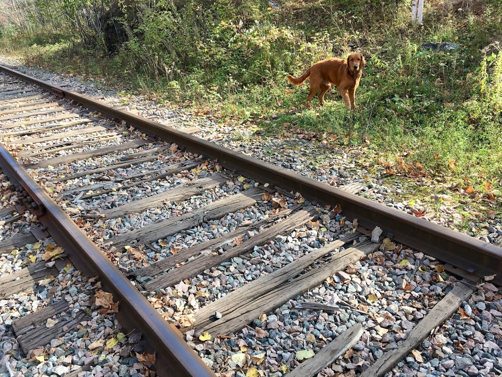 Parc a Chien sans laisse | District Bellevue, Gatineau, QC J8P 1T3, Canada