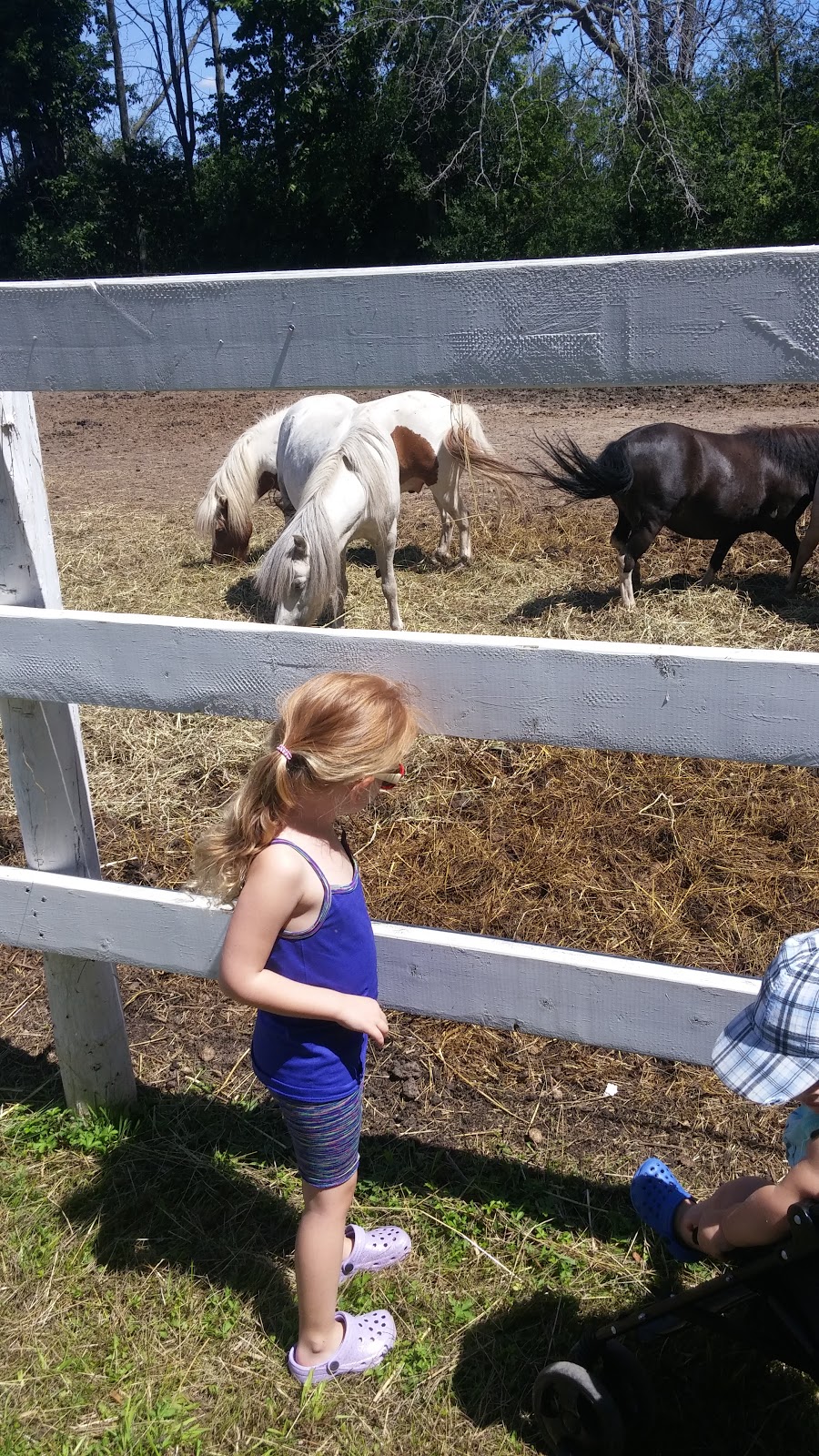 Last Chance Horse And Pony Rescue | 4269 Rebstock Rd, Crystal Beach, ON L0S 1B0, Canada | Phone: (905) 380-1440