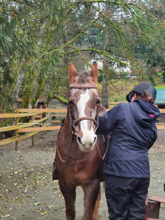 Giddy-Up Equestrian | 5480 Sooke Rd, Sooke, BC V9Z 0C7, Canada | Phone: (236) 882-2023