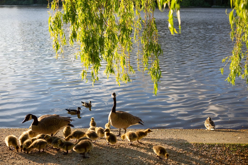 Lost Lagoon, Stanley Park | Lost Lagoon Path, Vancouver, BC V6G, Canada | Phone: (604) 873-7000