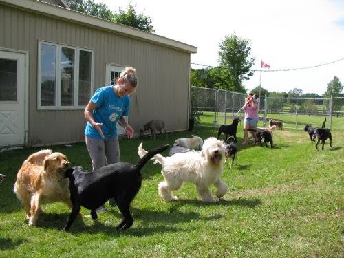 Countryside Boarding, Grooming & Doggie Daycare | 1465 Trussler Rd, Kitchener, ON N2R 1S7, Canada | Phone: (519) 696-3133