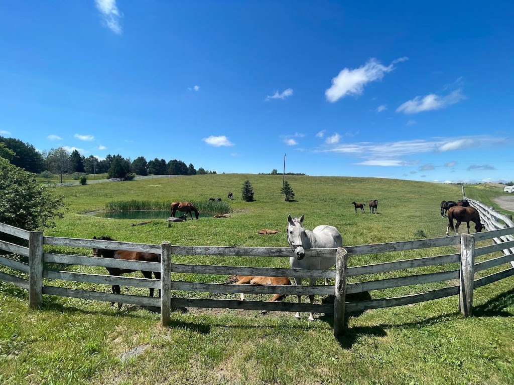 Amplify Stables | 1169 Concession Rd 4, Loretto, ON L0G 1L0, Canada | Phone: (905) 291-3663