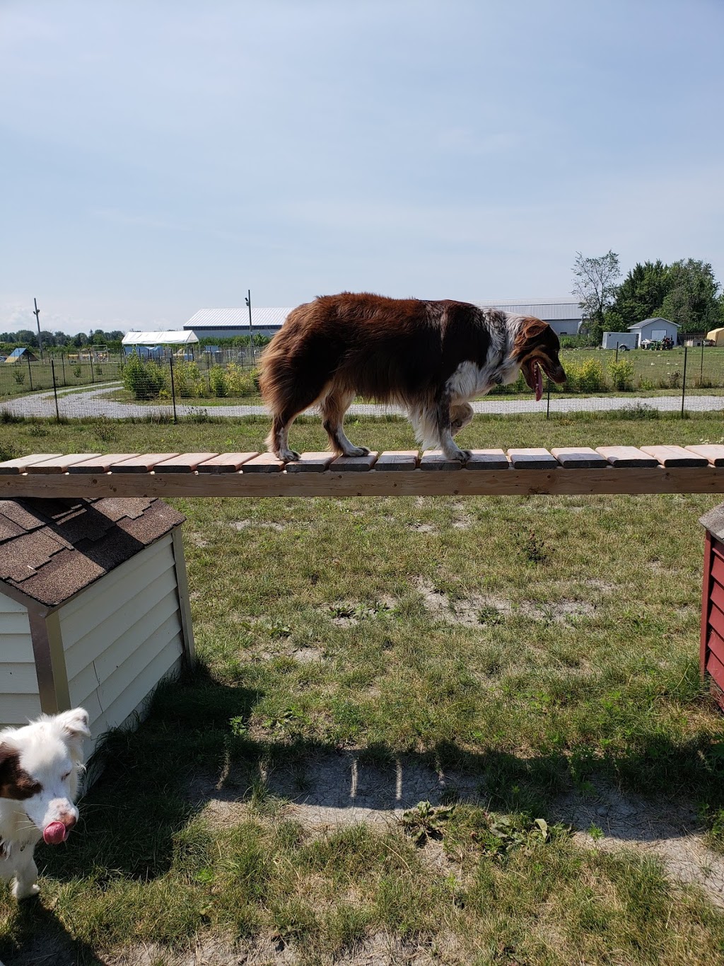 Centre Canin Vallée du Richelieu | 46 Rue Principale, Saint-Basile-le-Grand, QC J3N 1M3, Canada | Phone: (450) 441-0848