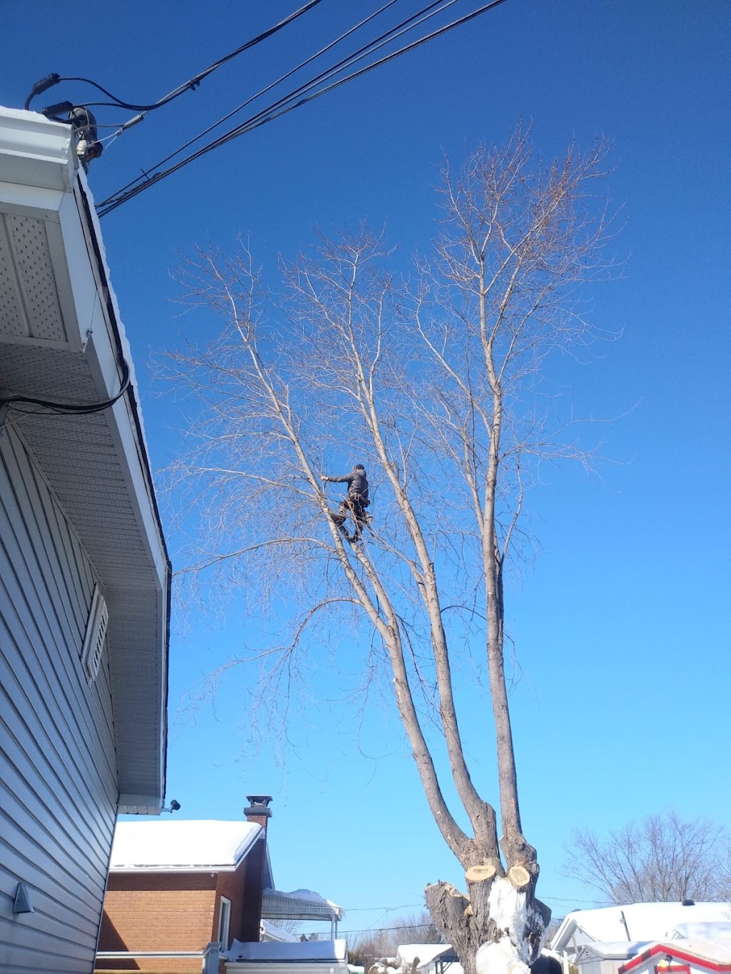 Arboriculture Du Nord | 32 Chem. du Lac Maillé, Saint-Hippolyte, QC J8A 1J8, Canada | Phone: (450) 438-9014