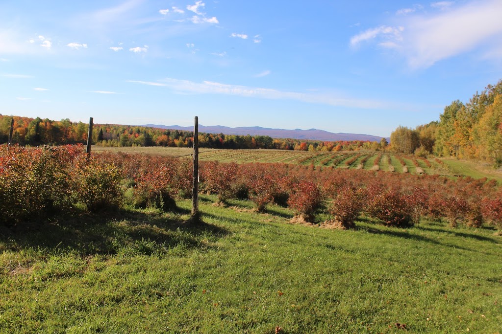 Dans Blueberry Farm | 301 Chemin Victoria, Cookshire-Eaton, QC J0B 1M0, Canada | Phone: (819) 872-3877