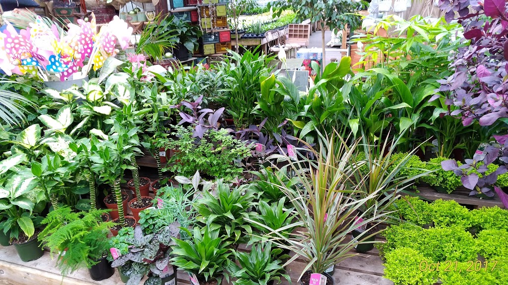 Little Mountain Greenhouses & Florist | 47558 Yale Rd, Chilliwack, BC V2P 7N1, Canada | Phone: (604) 792-7888