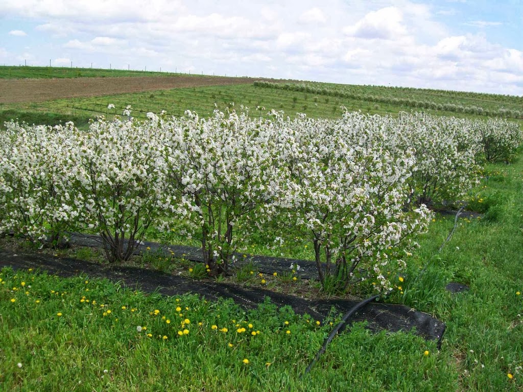 Over the Hill Orchards and Winery | Box 618, Lumsden, SK S0G 3C0, Canada | Phone: (306) 535-1278