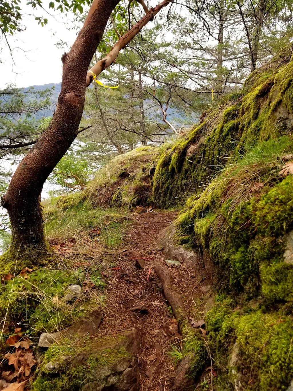 Maple Mountain parking | Maple Mountain Park Rd, Duncan, BC V9L 5W7, Canada