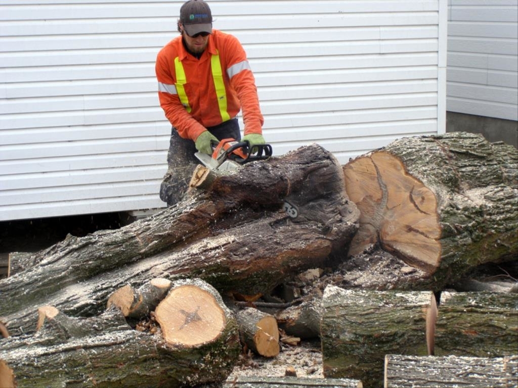 Arboriculture Renauld Vachon | 90 Rue du Lac, Scott, QC G0S 3G0, Canada | Phone: (418) 387-8376