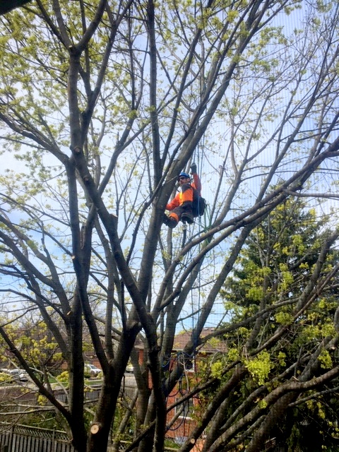 Aspirations Tree Care | 602 Peel St, Whitby, ON L1N 3Y8, Canada | Phone: (905) 668-1463