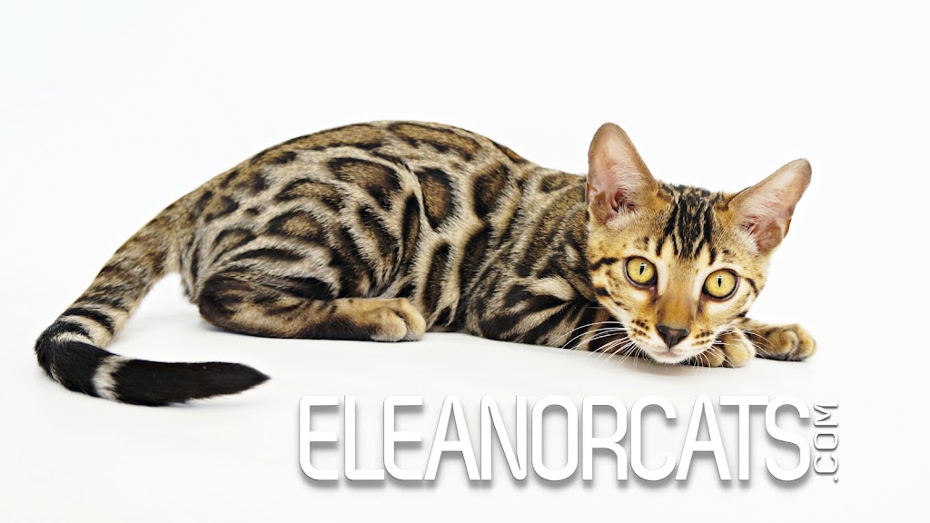 ELEANORCATS, élevage de chats bengal | 740 Bd Taschereau S, Sainte-Marie, QC G6E 1V6, Canada | Phone: (418) 448-0051