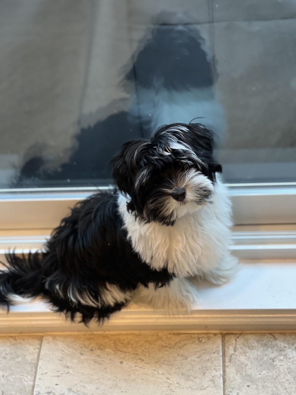 Weatherford Havanese | 40 Carlinds, Drive, ON L1R 3B9, Canada | Phone: (905) 442-7430
