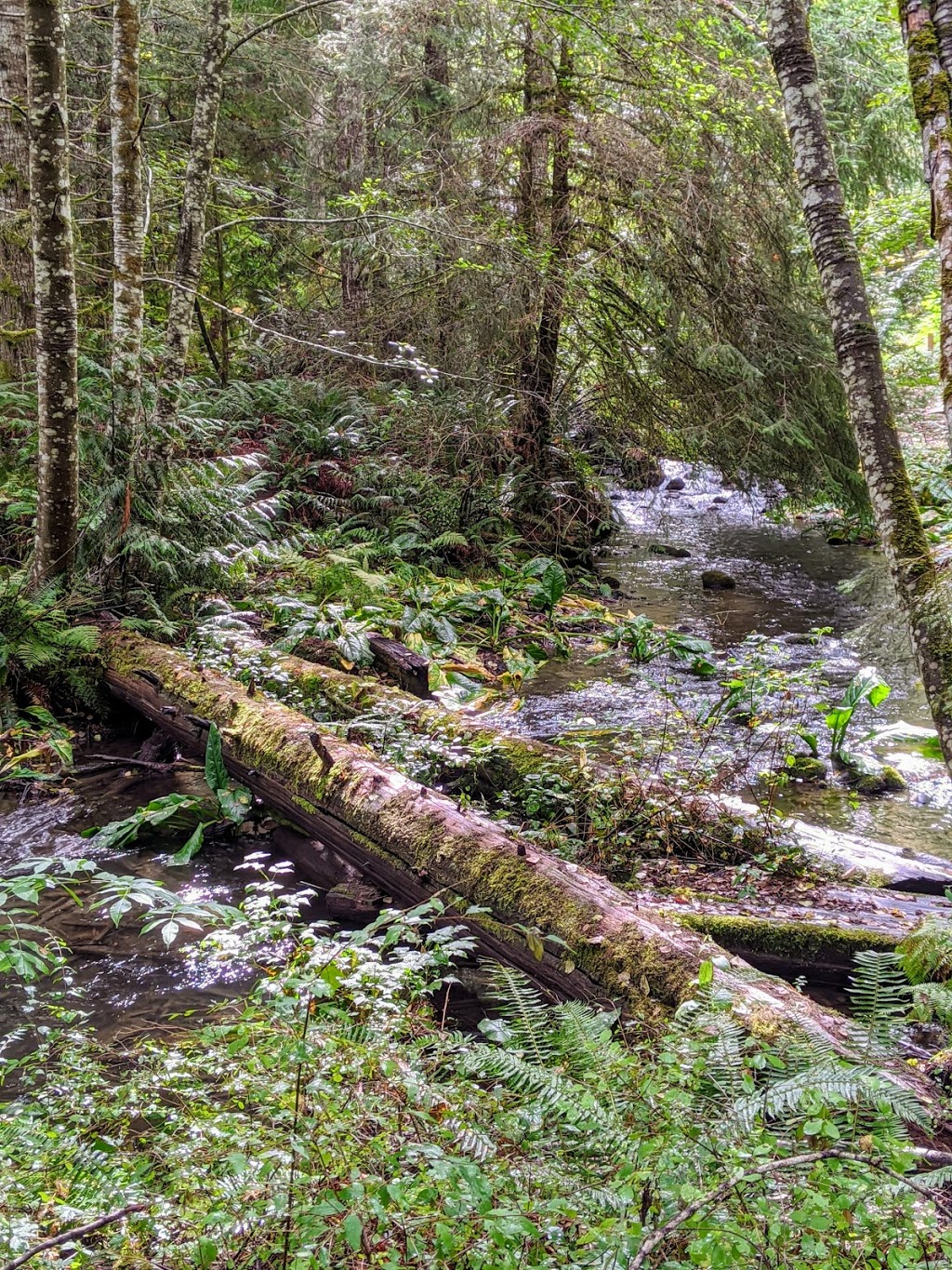 Englishman River Regional Park. / Top Bridge Park,(trail head) | 249 Allsbrook Rd, Parksville, BC V9P 2A8, Canada | Phone: (250) 248-3252