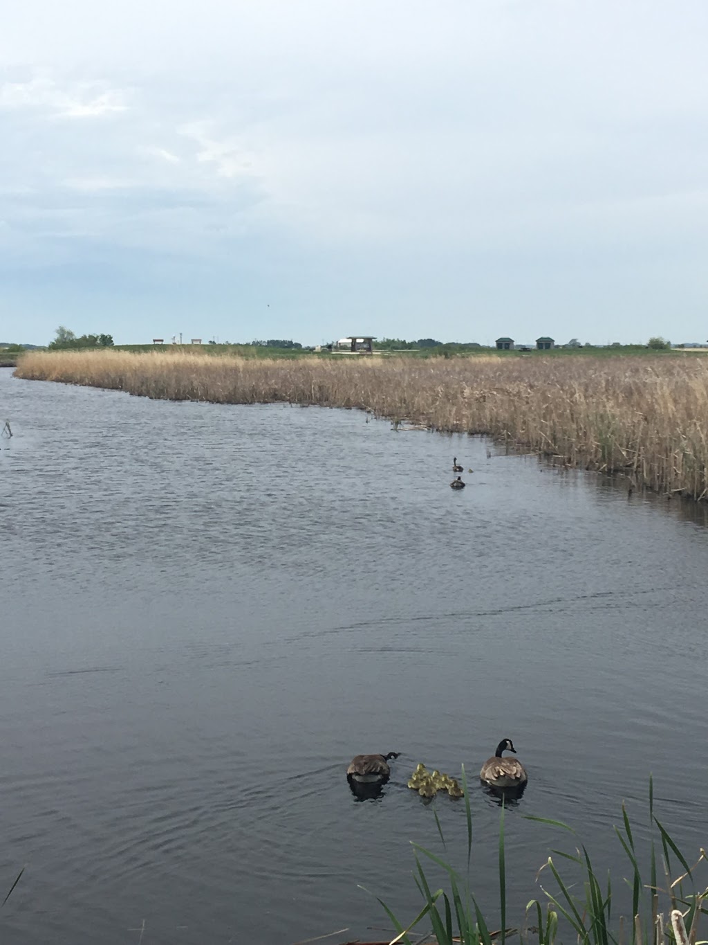 Oak Hammock Marsh Interpretive Centre | 1 Snow Goose Bay, Stonewall, MB R0C 2Z0, Canada | Phone: (204) 467-3300