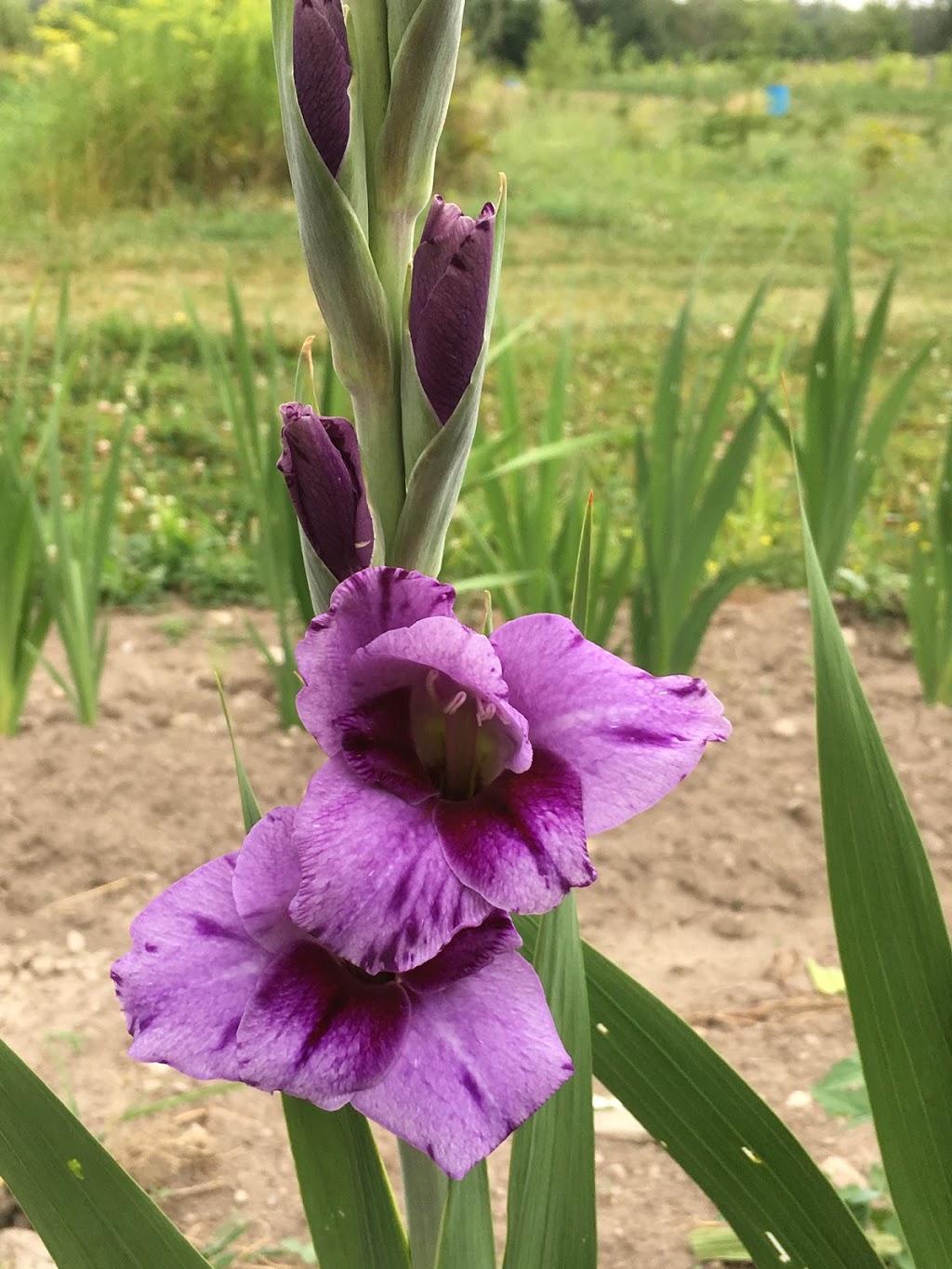 Jardin des glaïeuls | 1340 Chemin de la Bataille N, La Prairie, QC J5R 0K8, Canada | Phone: (514) 706-1431