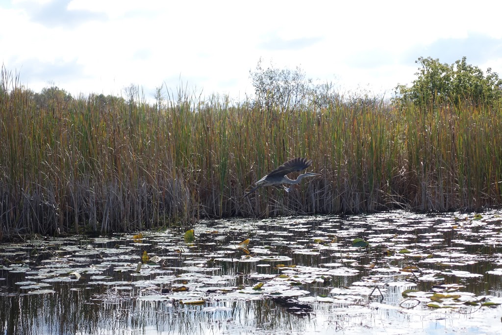 Wye Marsh Wildlife Centre | 16160 Highway 12 East, Midland, ON L4R 4K6, Canada | Phone: (705) 526-7809