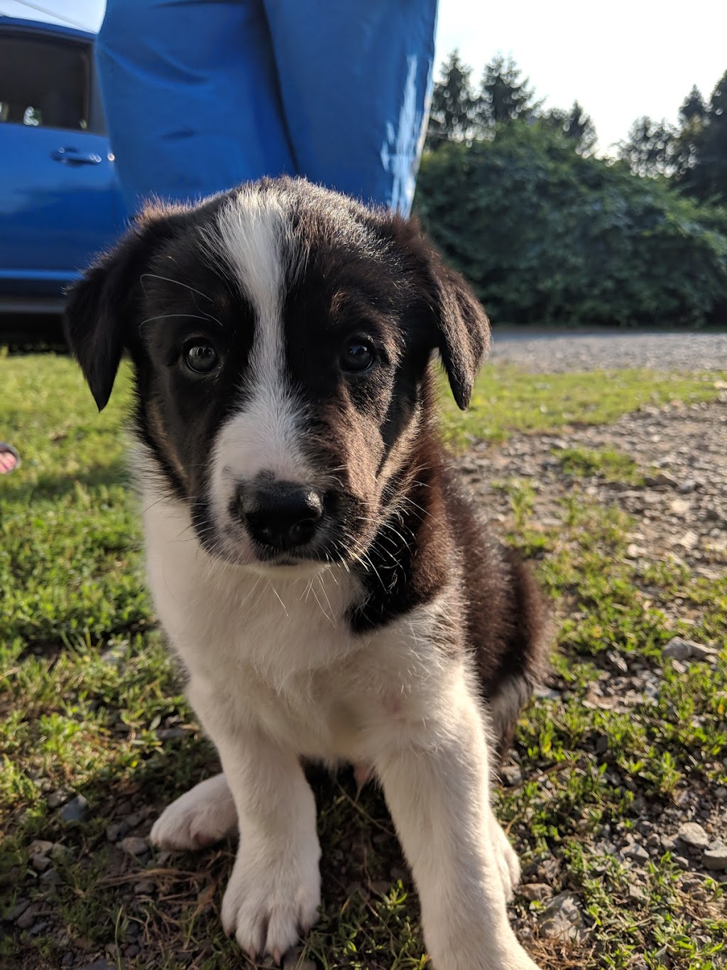 Scotia Border Collies | 619 Blue Rocks Rd, Lunenburg, NS B0J 2C0, Canada | Phone: (902) 634-4833