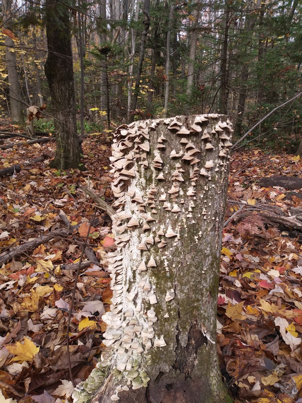 Parc Naturel des Parulines | 166 Chemin du Clocher, Saint-Jean-sur-Richelieu, QC J3B 7B2, Canada | Phone: (450) 359-2400