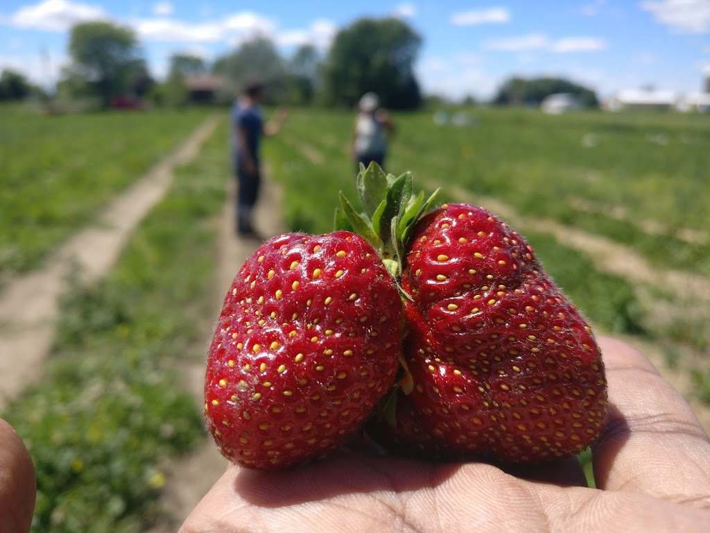 Ferme Michel Meunier | 600 Rang Saint Édouard, Saint-Jean-sur-Richelieu, QC J2X 5T9, Canada | Phone: (514) 622-2806