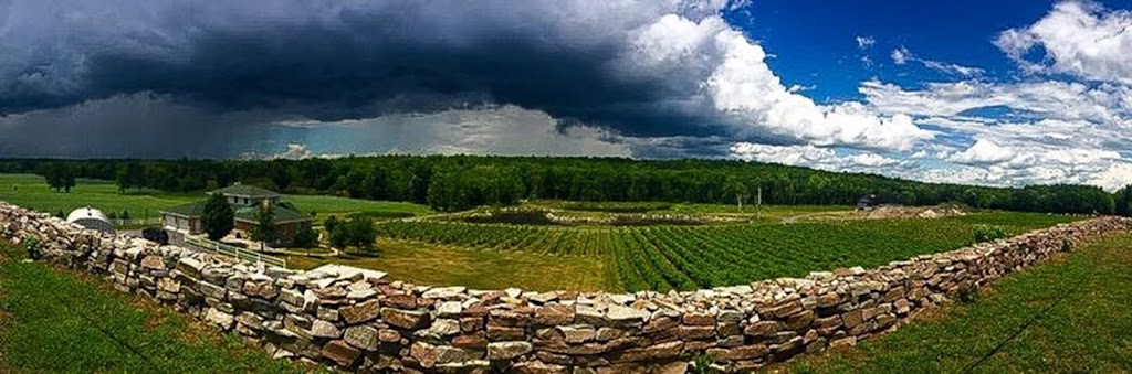 Potter Settlement Vineyards and Artisan Winery | 1445 Potter Settlement Rd, Tweed, ON K0K 3J0, Canada | Phone: (613) 478-1478