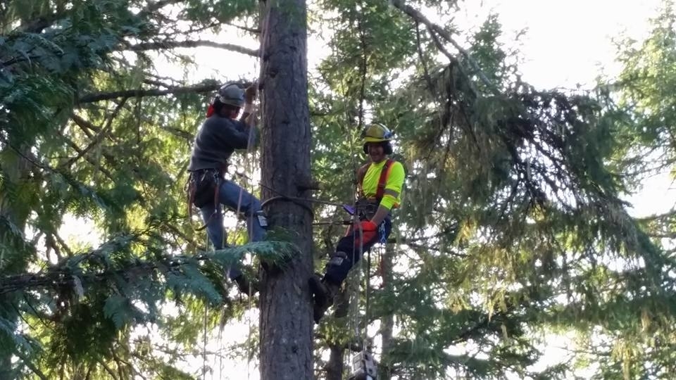 Errington Tree Service | 1255 Englishman River Rd, Errington, BC V0R 1V0, Canada | Phone: (250) 668-7044