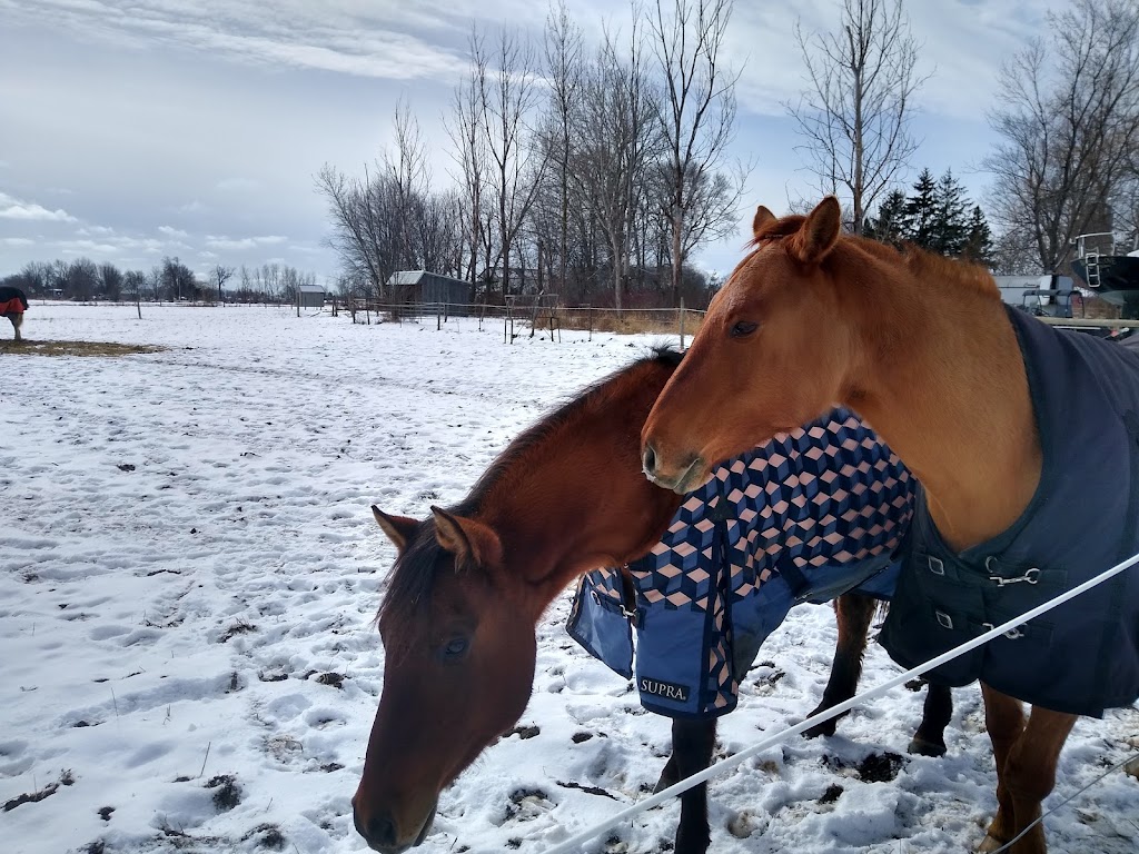 Rainbows End Equestrian | 268 Dickhout Rd, Lowbanks, ON N0A 1K0, Canada | Phone: (416) 888-1718