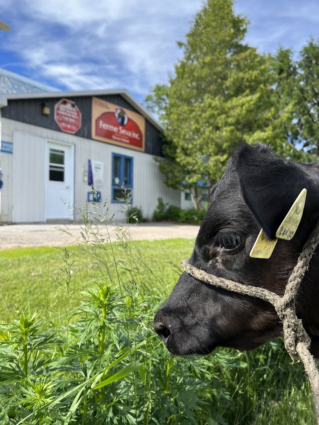 Ferme Séva inc. | 44 Rang Ste Marie, Les Éboulements, QC G0A 2M0, Canada | Phone: (418) 633-0266