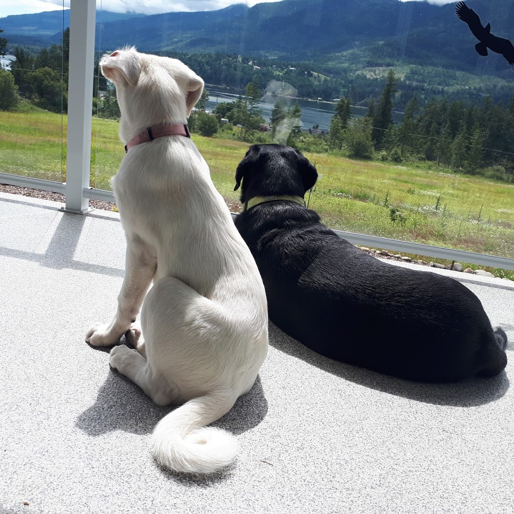Doggy Day Care | 2801 Squilax-Anglemont Rd, Lee Creek, BC V0E 1M4, Canada | Phone: (587) 783-4325