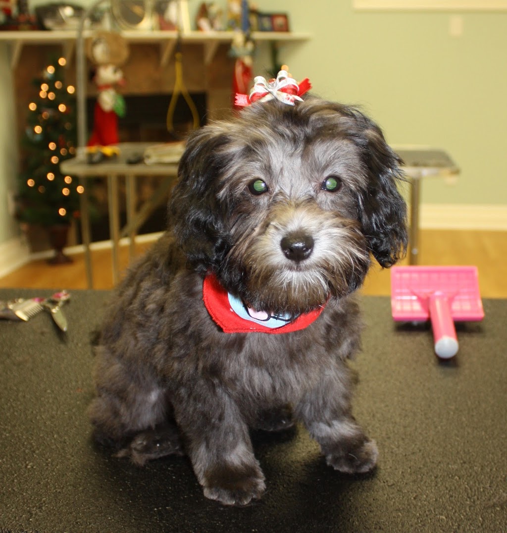 Naturapets Grooming | 20 Jubilee Pl, Woodstock, ON N4S 7H2, Canada | Phone: (519) 290-7999