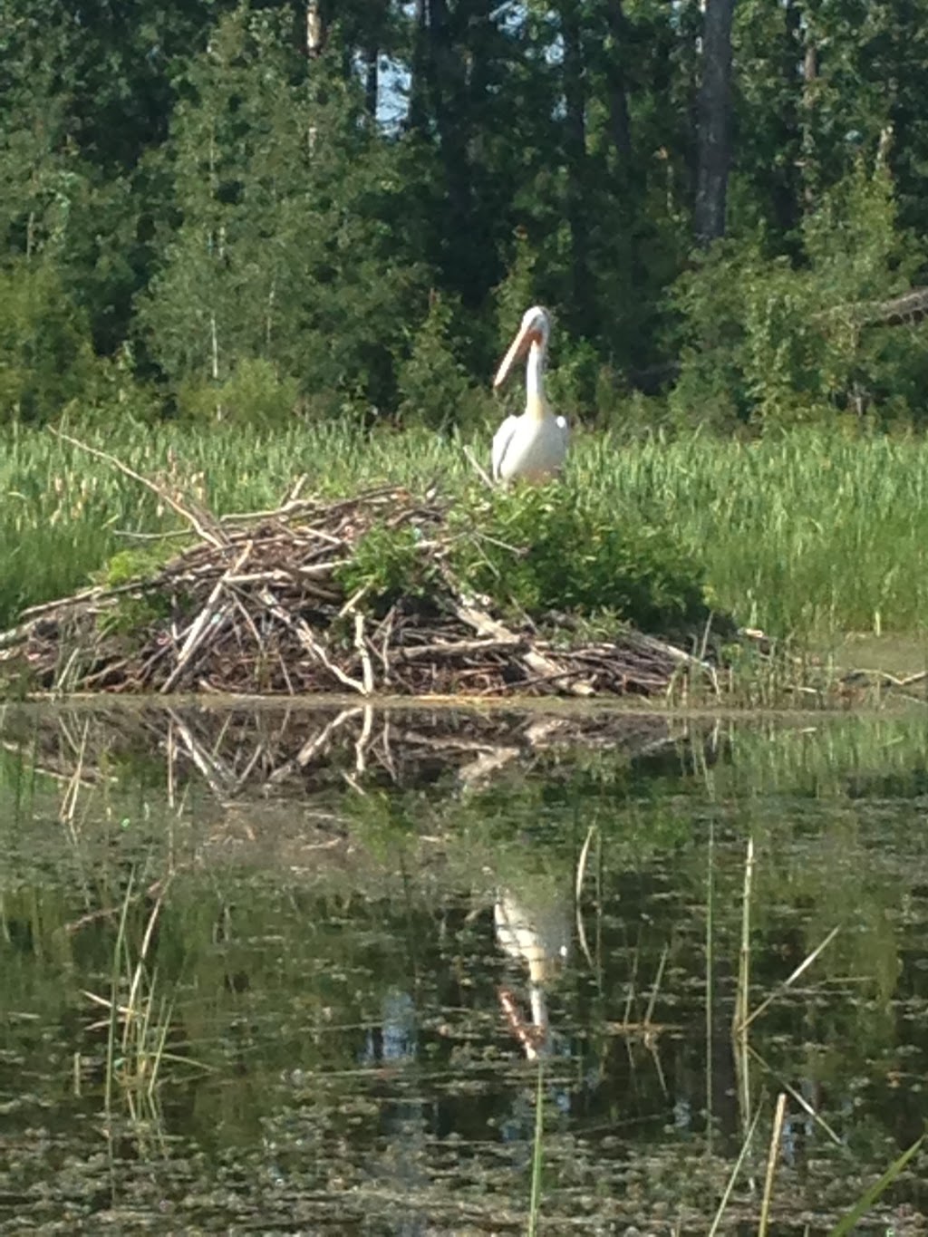 Lake Isle Kayaking Adventures | Lake Isle 53413, Range Rd 62, AB T0E 0W0, Canada | Phone: (780) 241-5034