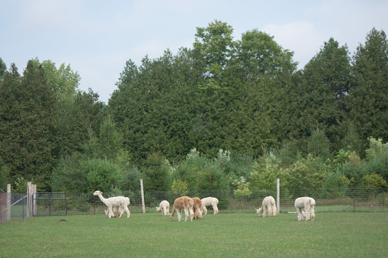 COLD SPRINGS ALPACAS | 8480 Cold Springs Camp Rd, Campbellcroft, ON L0A 1B0, Canada | Phone: (416) 579-3549