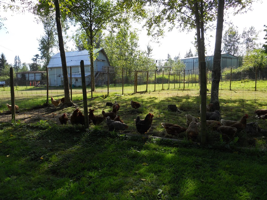 Fort Langley Farm Fresh Eggs | 22373 79 Ave, Langley City, BC V1M 2P9, Canada | Phone: (604) 513-9543