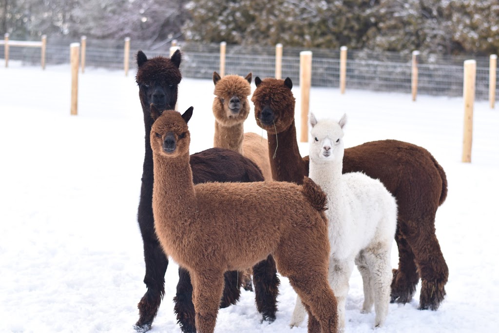 All In Alpacas | 5811 6 Line, Guelph/Eramosa, ON N0B 2K0, Canada | Phone: (519) 212-1695