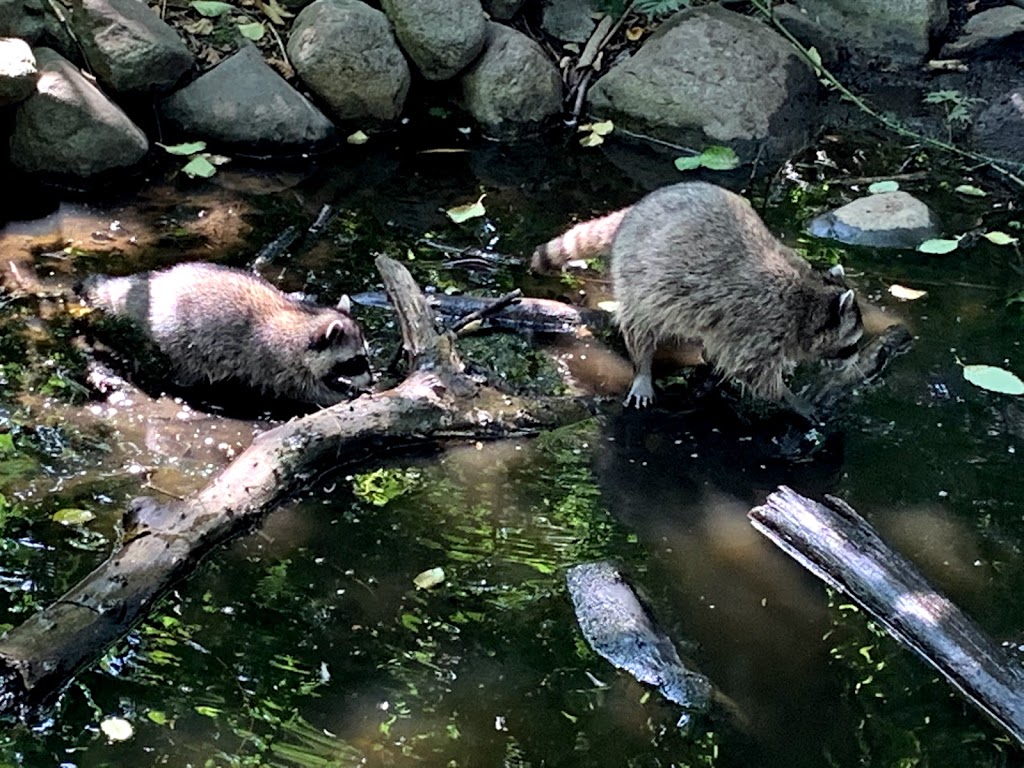 Lost Lagoon, Stanley Park | Lost Lagoon Path, Vancouver, BC V6G, Canada | Phone: (604) 873-7000