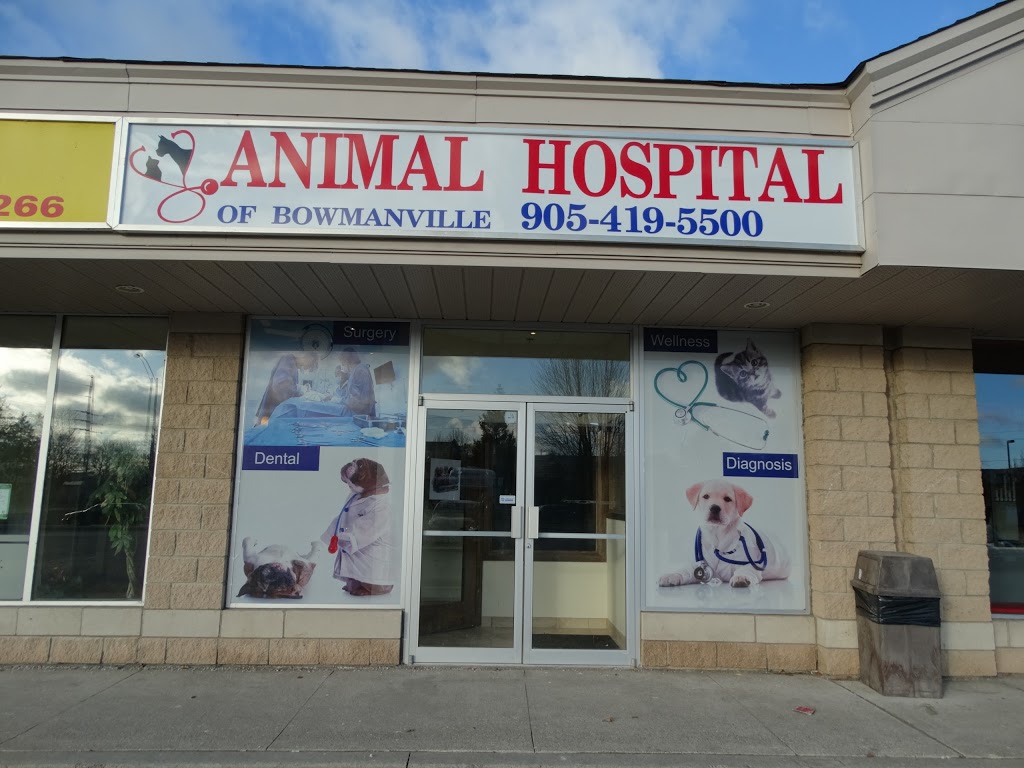 Animal Hospital of Bowmanville | 3-100 Mearns Ave, Bowmanville, ON L1C 3M5, Canada | Phone: (905) 419-5500