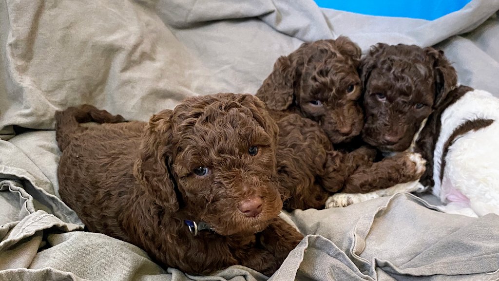 Goldendoodle Rive Nord | 334 Rue Sherbrooke, Sainte-Thérèse, QC J7E 2C7, Canada | Phone: (514) 436-6689