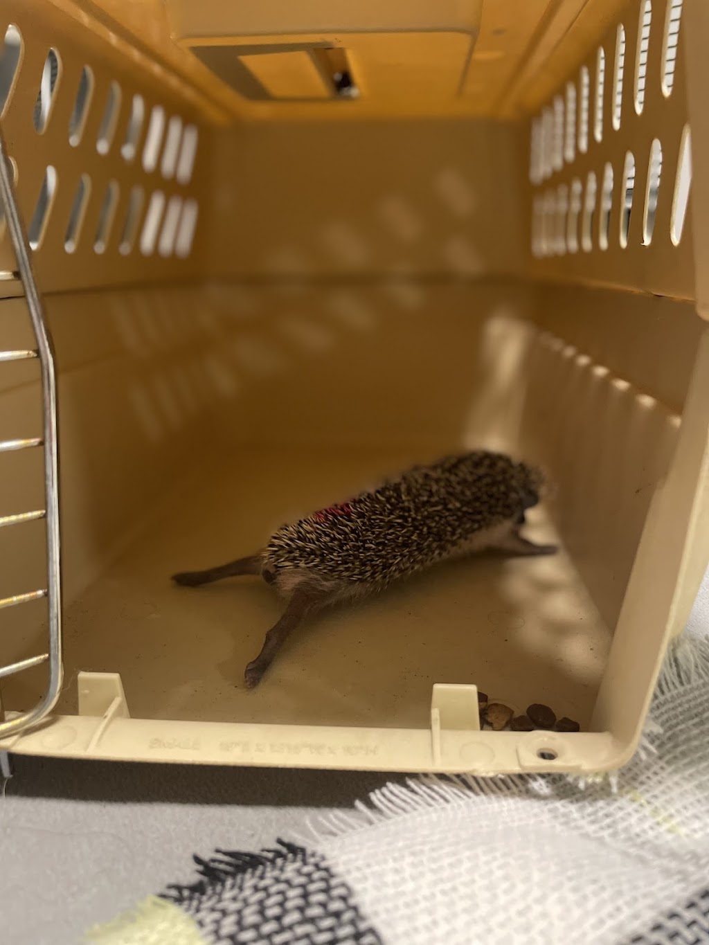 SV Hedgehogs - Pedigreed Hedgehog Breeder | Helanton Rd, Quathiaski Cove, BC V0P 1N0, Canada | Phone: (778) 476-5900