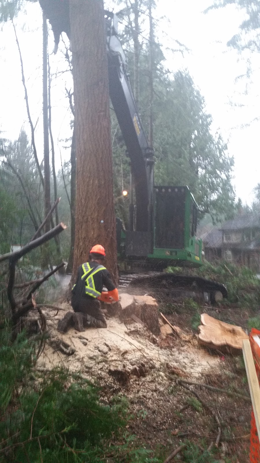 Tree Care Services - Vancouver | 8073 18th Ave, Burnaby, BC V3N 1J9, Canada | Phone: (604) 787-5915