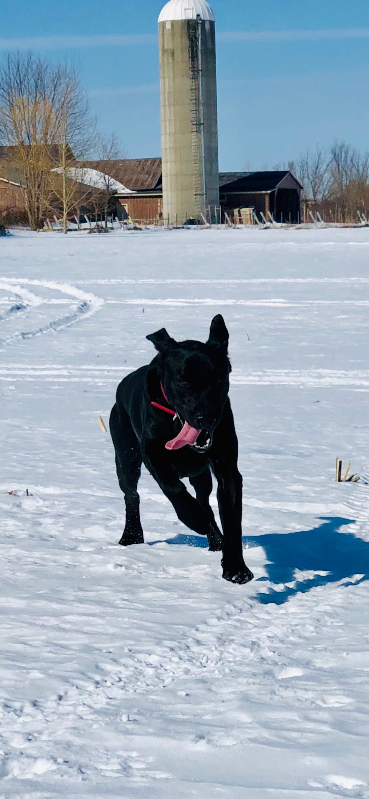 Chenil Hurle-Vent (Pension pour chiens / Dog boarding) | 197 Rang Saint-André, Saint-Bernard-de-Lacolle, QC J0J 1V0, Canada | Phone: (450) 246-2940