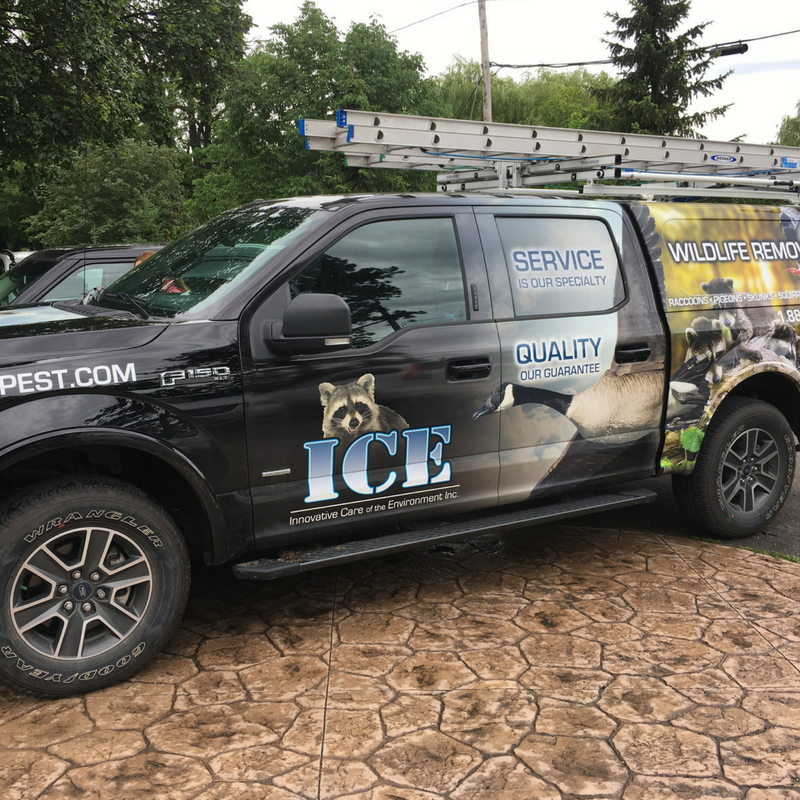 ICE Pest Control & Wildlife Removal | 9977 Winston Churchill Blvd, Norval, ON L0P 1K0, Canada | Phone: (416) 246-2256
