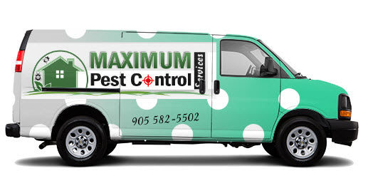 Maximum Pest Control Services. | 96 Kenilworth Ave N, Hamilton, ON L8H 4R5, Canada | Phone: (289) 396-5426