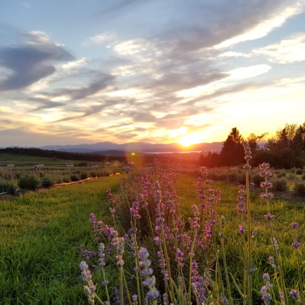 Lavender Essentials of Vermont | 2103 Herrick Rd, Derby, VT 05829, USA | Phone: (802) 323-3590