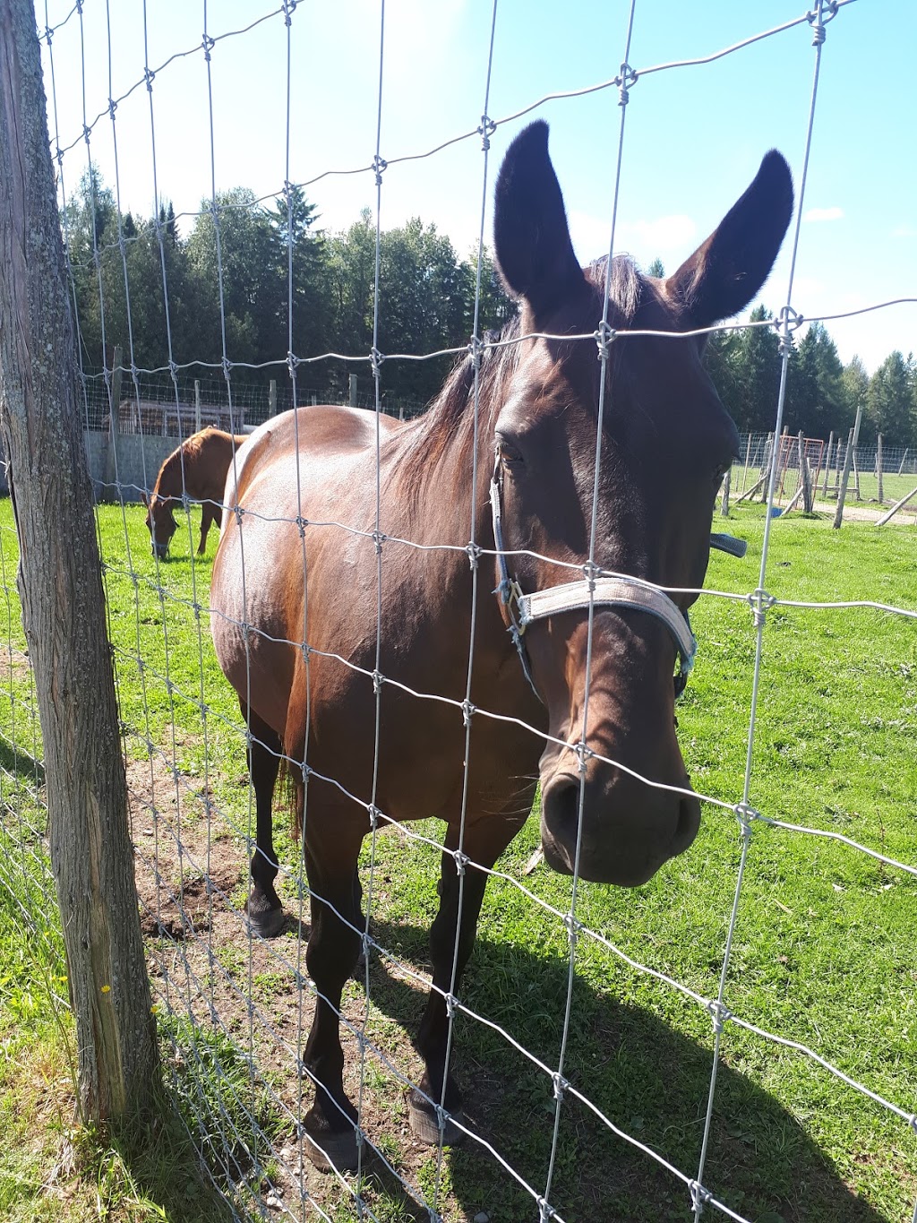 Ferme Le Sabot Dor | 976 QC-253, Cookshire-Eaton, QC J0B 1M0, Canada | Phone: (819) 832-4387