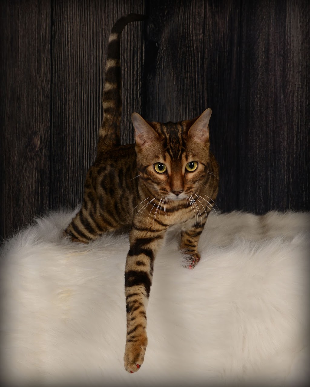 Bucephale Bengal | Quebec City, QC, Canada | Phone: (581) 983-1671