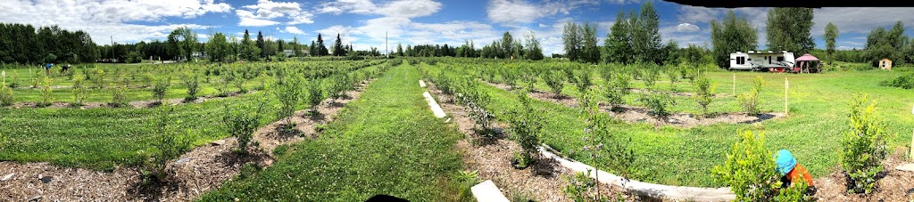 Bleuetière la Grande Ourse (Bleuetière biologique) | 271 Rang Saint-Jean-Baptiste, Saint-Chrysostome, QC J0S 1R0, Canada | Phone: (450) 826-0166