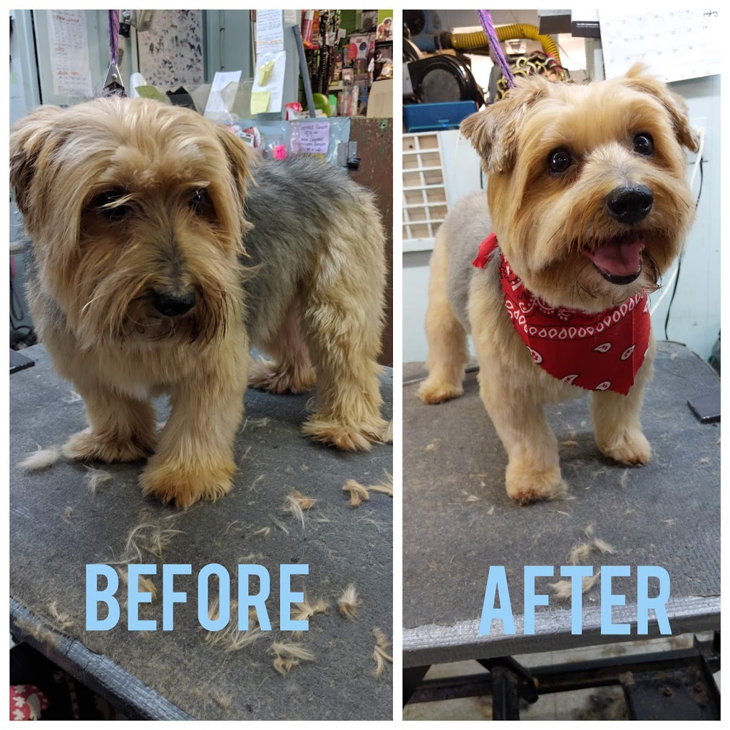 Pet Junction Grooming & Supplies | 27257 Fraser Hwy #101, Aldergrove, BC V4W 3P9, Canada | Phone: (604) 856-3386