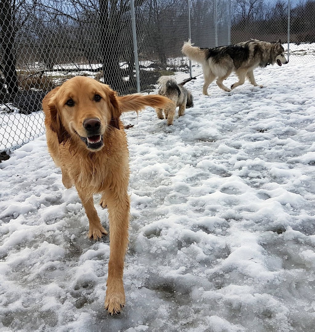 Loyalist Barkway Boarding Kennels | 9675 ON-33, Bath, ON K0H 1G0, Canada | Phone: (613) 777-5024