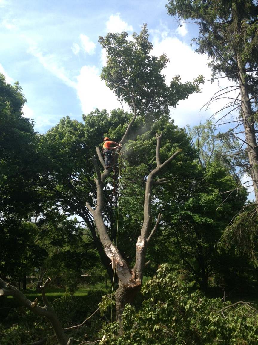 Kearns Tree Service | 108 Opmar Rd, Little Britain, ON K0M 2C0, Canada | Phone: (705) 308-1135