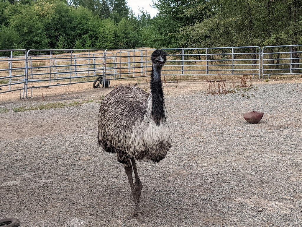 Hamilton Hobby Farm | 2679 Alberni Hwy, Qualicum Beach, BC V9K 1X1, Canada | Phone: (250) 927-1655