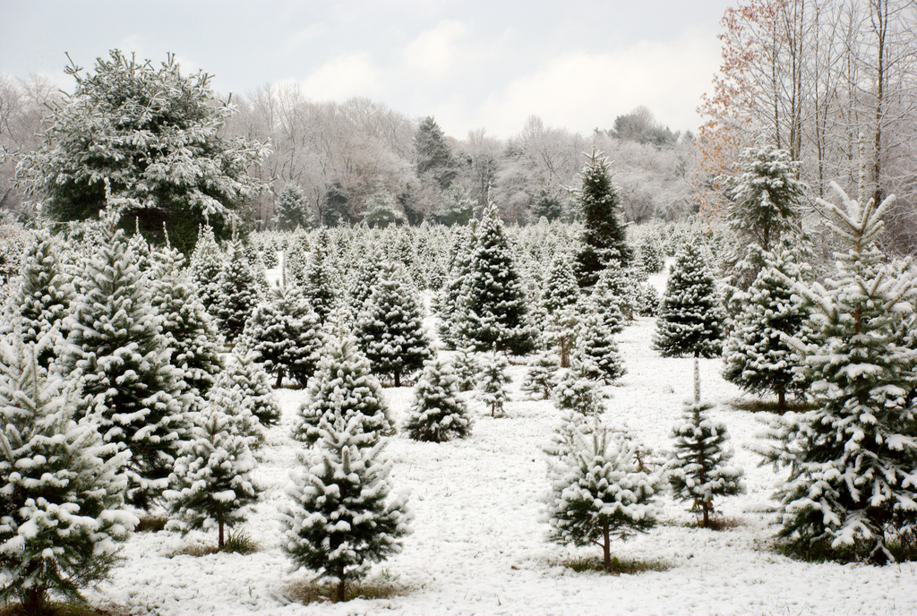 Snowdogs Christmas Tree Farm | 9320 Clay St, Mission, BC V4S 1G2, Canada | Phone: (604) 820-1601